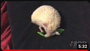 Maria the Hedgehog and Her Mint Stick